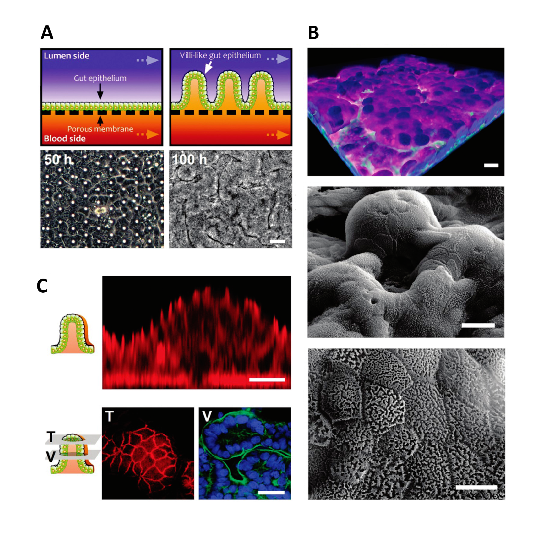Formation of intestinal villi by Caco 2 cells within in Gut on a Chip cultures. Figures from Kim and Ingber